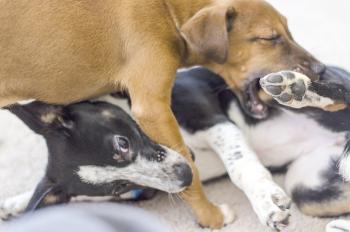 Hunde erlernen Beißhemmung