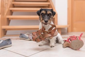 Hunde kauen gerne auf Schuhen