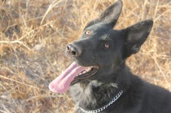 Hunde kommunizieren auch mit den Augen