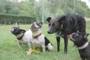 Hunde lieben Belohnungen