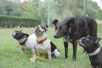 Hunde lieben Belohnungen