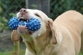 Hunde lieben Kauspielzeug