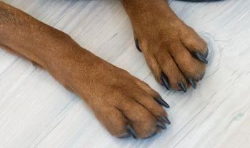 Hundekrallen