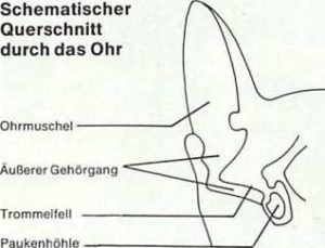 Hundeohr im Schnitt dargestellt