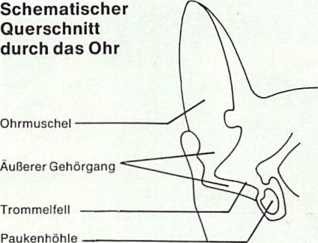 Hundeohr im Schnitt dargestellt