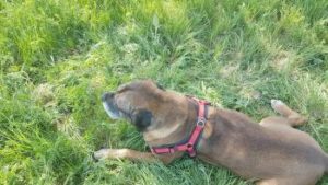 Hunter Neopren Vario Quick Hundegeschirr