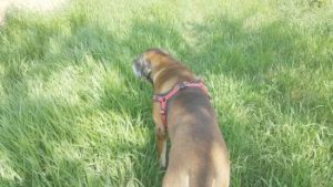 Hunter Neopren Vario Quick Hundegeschirr