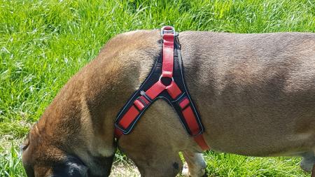 Hunter Neopren Vario Quick Hundegeschirr