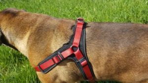 Hunter Neopren Vario Quick Hundegeschirr