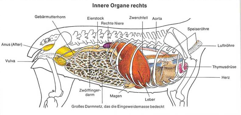 Innere Organe des Hundes von rechts gesehen