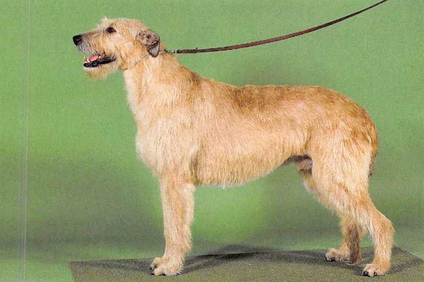 Irischer Wolfshund