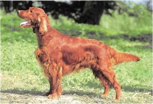 Irish Red Setter