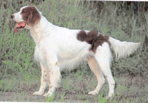 Irish Red and White Setter