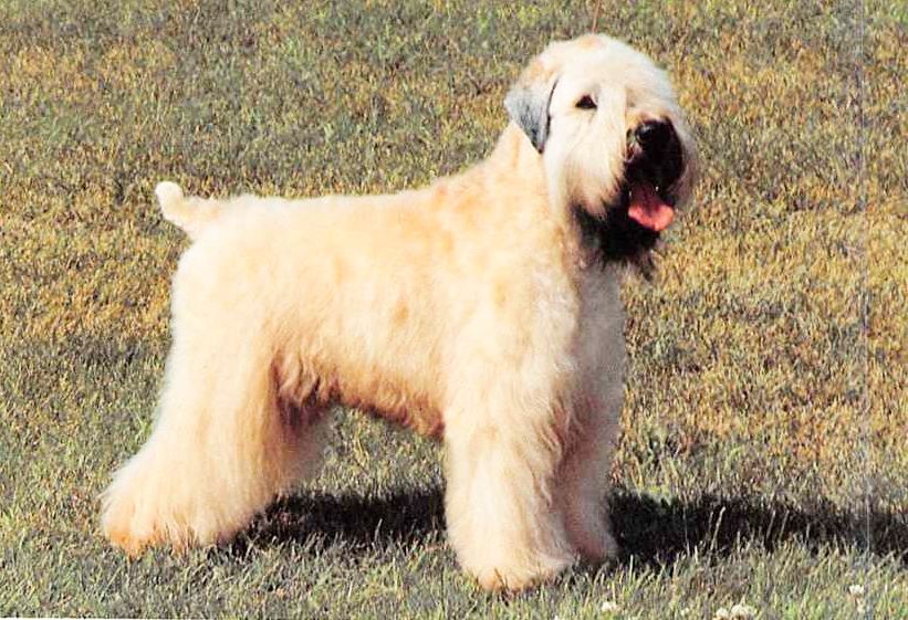 Irish Soft Coated Wheaten Terrier