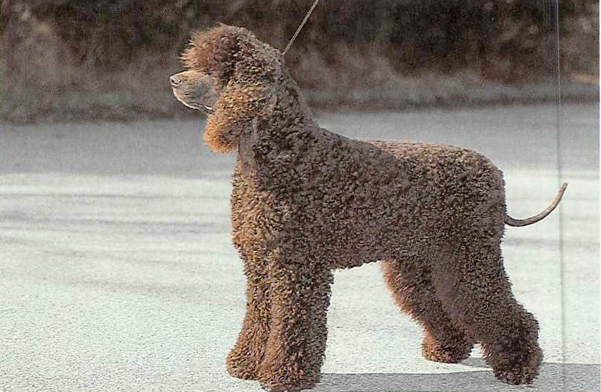 Irish Water Spaniel