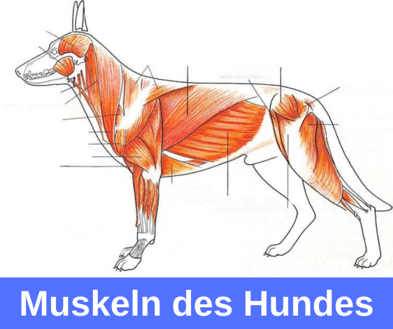 Muskeln des Hundes