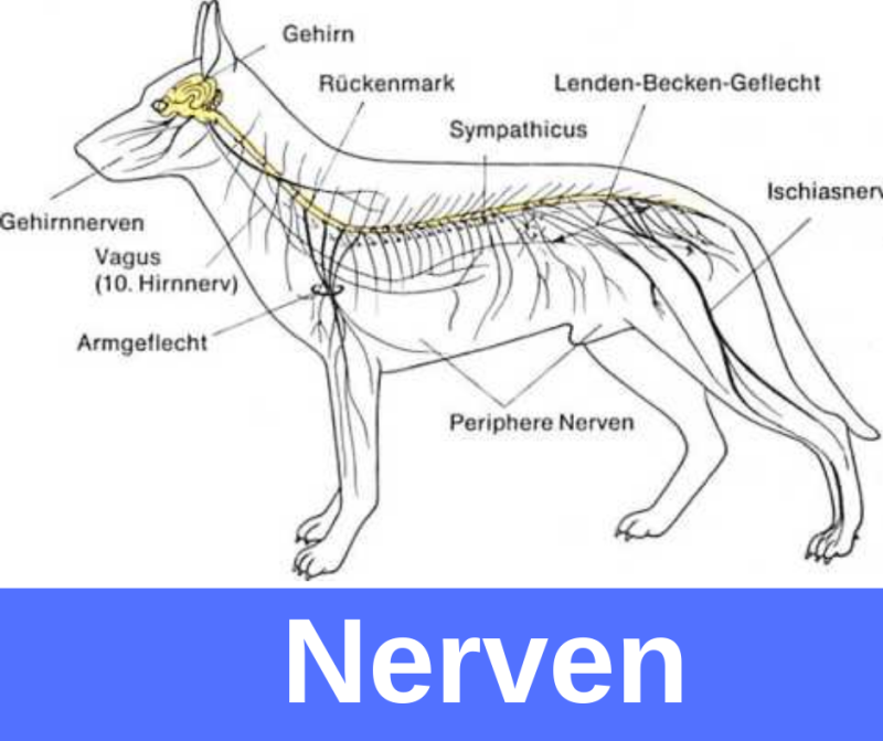 Nervensystem des Hundes