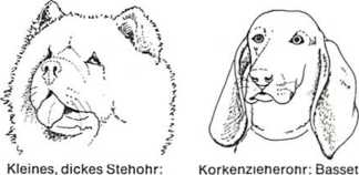 Ohrstellungen beim Hund