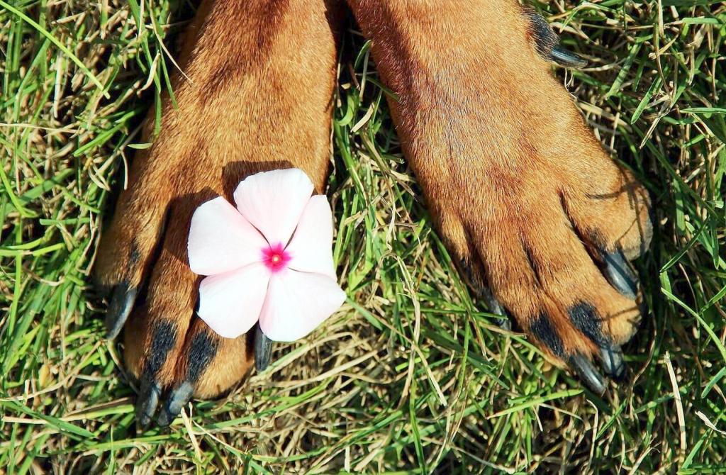 Pfotenpflege beim Hund