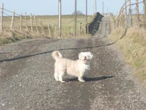 Shih Tzu auf Strasse