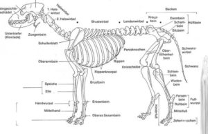 Skelett des Hundes