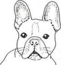 Stehende Ohren beim Hund