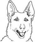 Stehohr