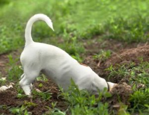 Terrier graben gerne Löcher
