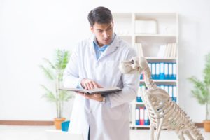 Tierarzt liest ein Fachbuch über die Anatomie eines Hundes