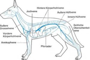 Venensystem Hund