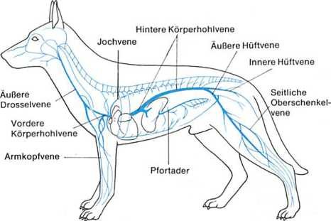 Venensystem Hund