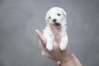 Welpe beisst in Finger