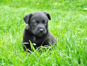 Welpe im Grass