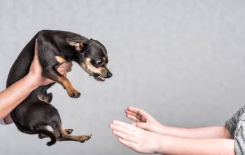 aggressiver Pinscher