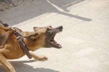 aggressiver Hund an der Leine