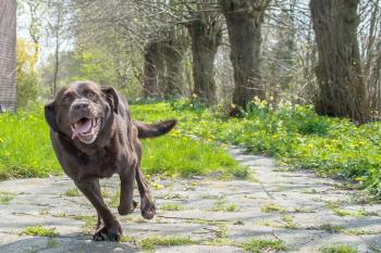 dieser Hund ist motiviert