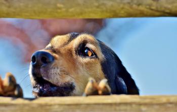 gelangweilter Hund bellt