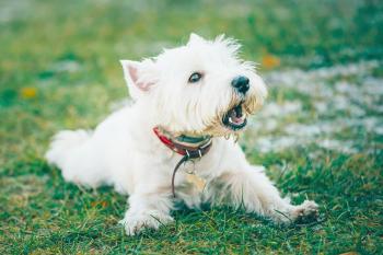 kleiner Hund bellt