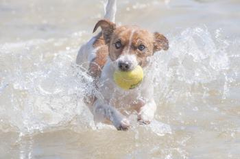 kleiner Hund spielt mit Ball