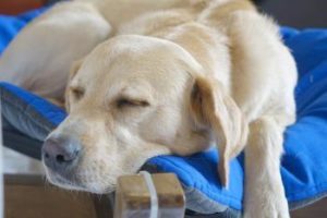 schlafender Hund