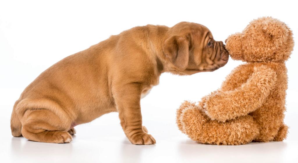 Welpe begrüsst Teddy Welpe begrüsst Teddy