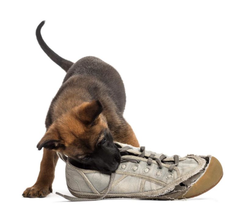 Hund knabbert alles an wirksame Tipps und Tricks › guterHund.de