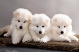 4 Wochen alte Welpen