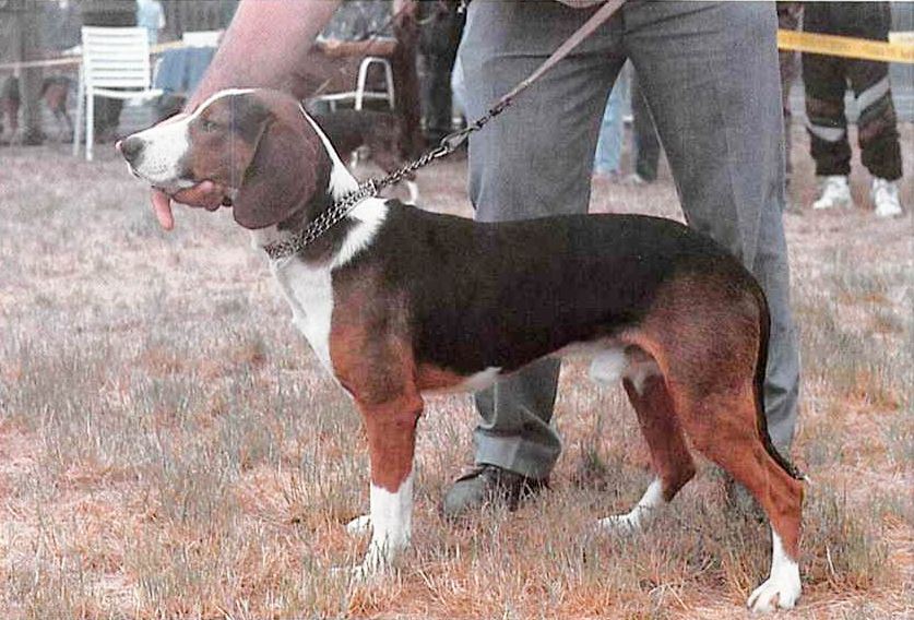 Dreifarbiger Serbischer Laufhund