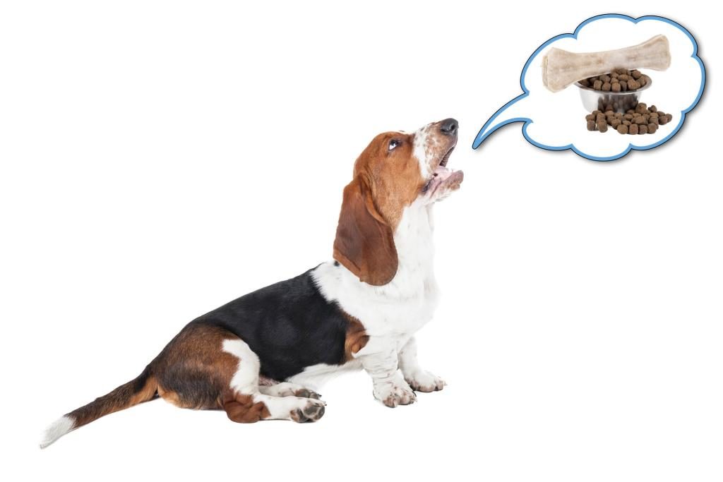 ᐅ Hunde richtig verstehen Wie Hunde kommunizieren › guterHund.de
