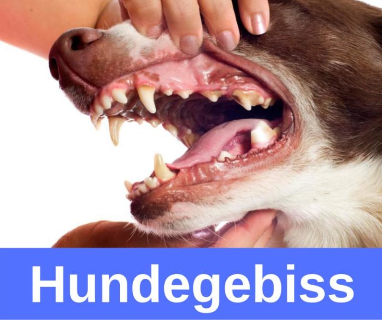ᐅ Hundelexikon Kynologische Fachbegriffe von A Z › guterHund.de