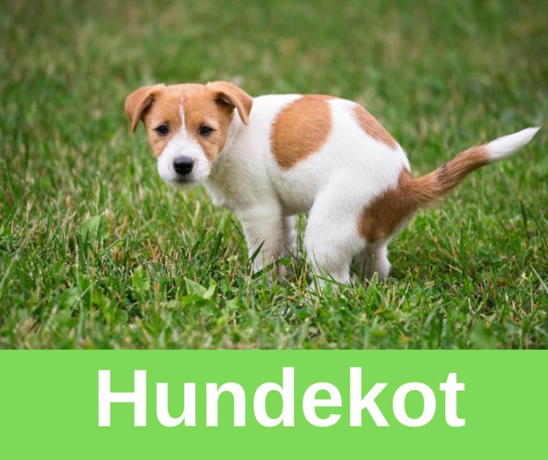 ᐅ Hundekot Alles was Hundehalter wissen sollten › guterHund.de