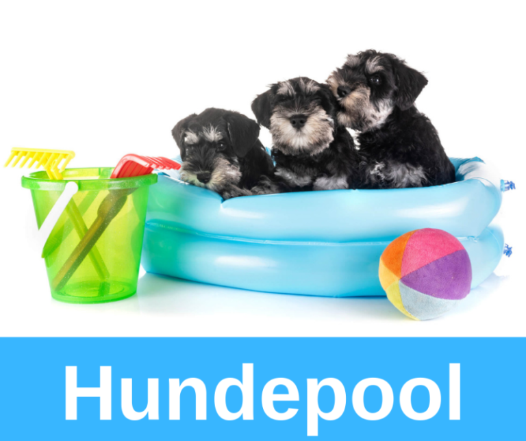 ᐅ Kühlmatten 2020 für Hunde im Test das Ergebnis › guterHund.de