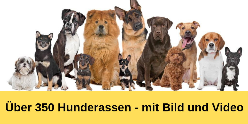 Hunderassen mit Bild und Video