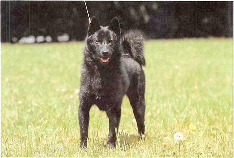 ᐅ Kai Rassebeschreibung mit Video › guterHund.de